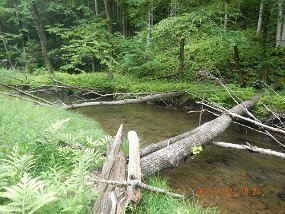 $KettleCreekValley6-12 thru 6-16-2021036$ I understand the trees felled across the stream for no apparent reason was done by TU and DCNR. Gotta stop paying dues to TU again.